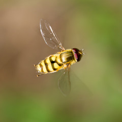 fly in flight in nature. macro