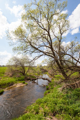 Tree on the river bank. Russia