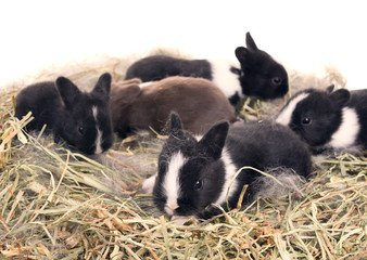 Fototapeta premium Newborn Dwarf Dutch rabbits in the nest of dry grass and down.