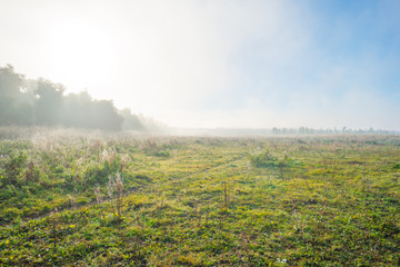 Fototapeta na wymiar Trees in a foggy field at sunrise