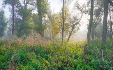 Naklejka premium Trees in a foggy field at sunrise