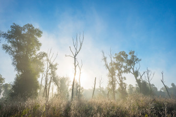 Obraz na płótnie Canvas Trees in a foggy field at sunrise