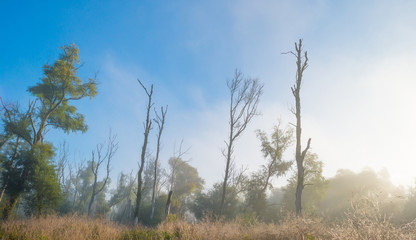 Trees in a foggy field at sunrise