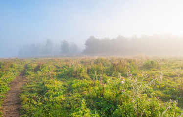 Fototapeta na wymiar Path through a foggy field at sunrise