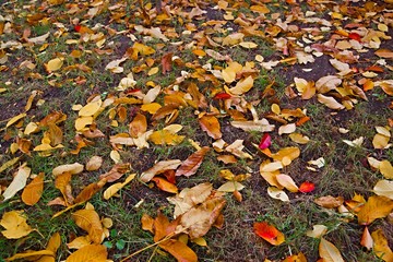 Fallen leaves on grass