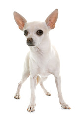 chihuahua in studio