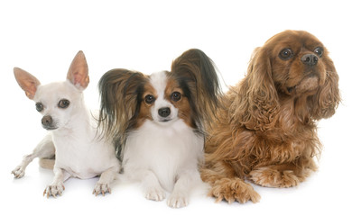 Fototapeta na wymiar three little dogs in studio