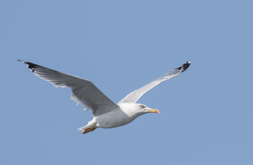 Yellow-legged Gull