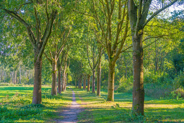 Row of trees along a field 