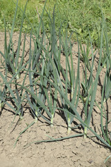 Cultivation of onions in the garden. The bed of onions ordinary bulb