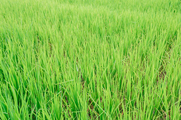Texture background of nature green farm and rice field