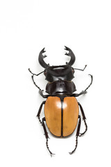 Stag Beetle (Odontolabis mouhoti ) Male