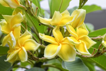 Fototapeta premium plumeria flower desert rose yellow beautiful on the tree ( Common name Apocynaceae,Frangipani , Pagoda ,Temple )