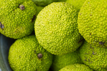 osage orange fruits