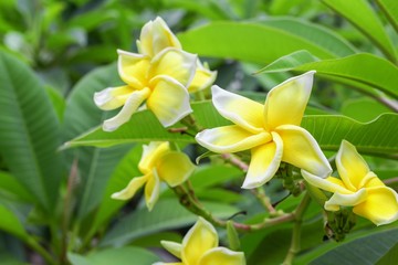 Plumeria flower yellow and white frangipani tropical flower