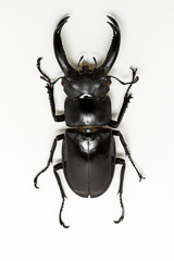 Stag Beetle (Hexarthrius nigritus)