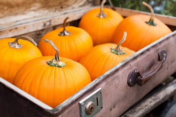 six decorative pumpkins