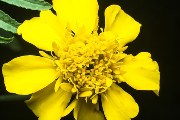 Beautiful yellow flower in the garden, select focus