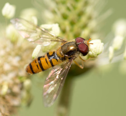 bee in nature. macro