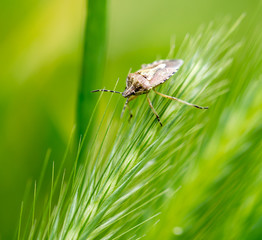 beetle skunk in nature. macro