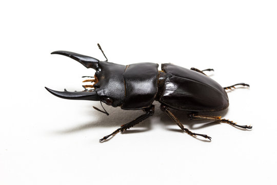 Stag Beetle (Dorcus titanus)