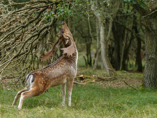 Fallow deer in nature during rutting season
