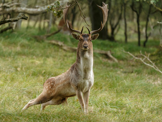 Naklejka na ściany i meble Fallow deer in nature during rutting season 