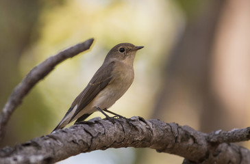 Red-breasted Flycatcher