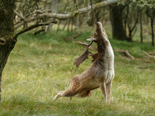 Fallow deer in nature during rutting season
