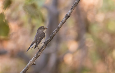 Red-breasted Flycatcher