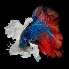 fighting of Betta fish