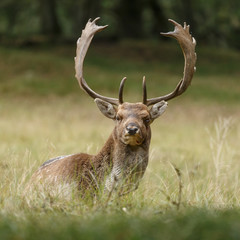 Fallow deer in nature during rutting season
