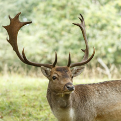 Fallow deer in nature during rutting season
