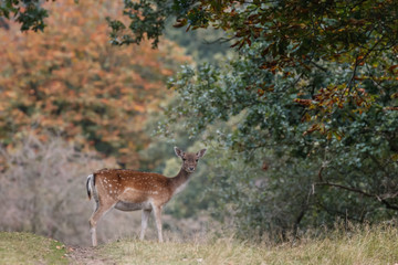 Fallow deer in nature during rutting season
