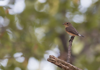 Red-breasted Flycatcher