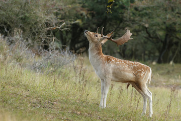 Naklejka na ściany i meble Fallow deer in nature during rutting season 