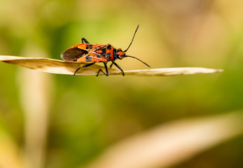 beetle on nature. macro