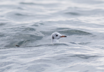 Black-headed Gull