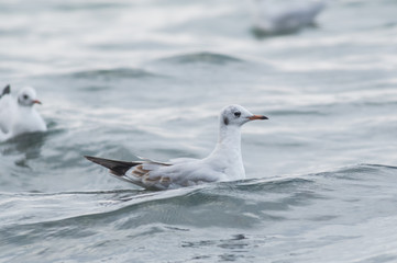 Black-headed Gull