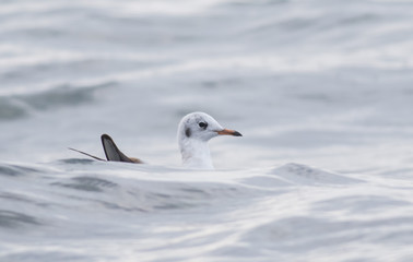 Black-headed Gull