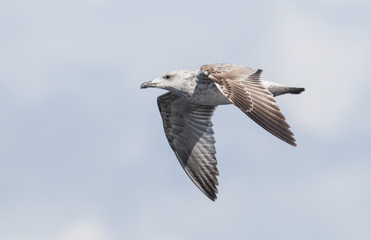 Yellow-legged Gull