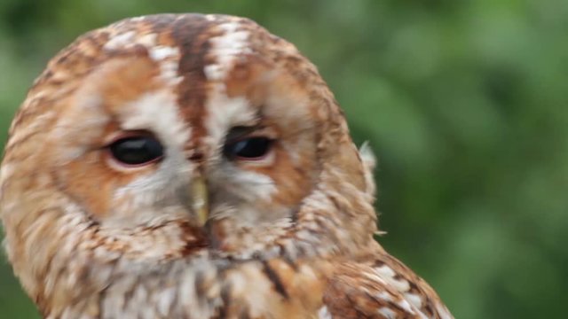 Tawny Owl, bird of prey, strix aluco