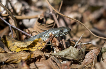 Dice Snake