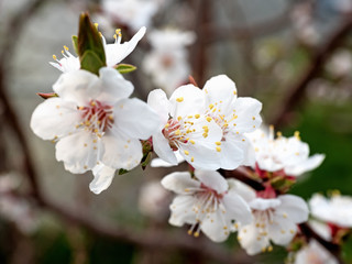 Close Up of Cherry Blossoms