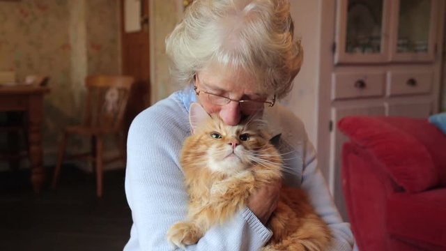 Senior woman holds and strokes Maine Coon cat
