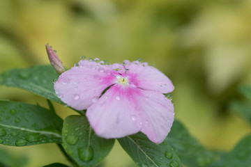 水滴を帯びたピンクの花