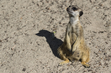 Fototapeta premium Meerkat sitting in the sun on the ground, looking up