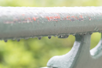 水滴を帯びたピンクの花