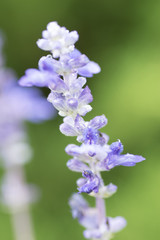 水滴を帯びた紫色の小さな花