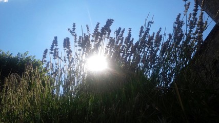 raggi di sole tra fiori di lavanda